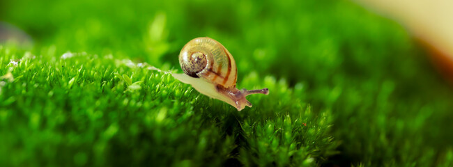 snail on green moss 4 © Percy
