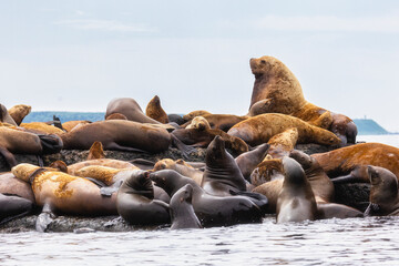 Fototapeta premium Steller sea lion's rookery. Nevelsk, Sahalinskaya Oblast, Russia