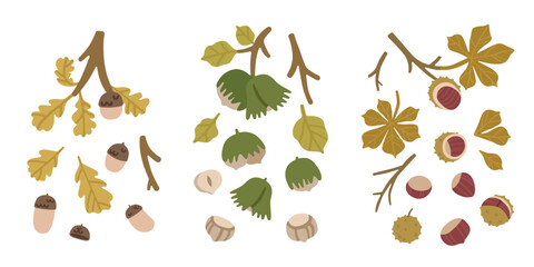 Autumn collection of acorns, hazelnuts and chestnuts with leaves, branches, shells and kernels. Botanical forest set isolated on a light background for seasonal and educational design. Flat vector © passionastia