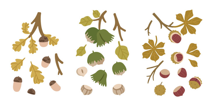 Autumn collection of acorns, hazelnuts and chestnuts with leaves, branches, shells and kernels. Botanical forest set isolated on a light background for seasonal and educational design. Flat vector
