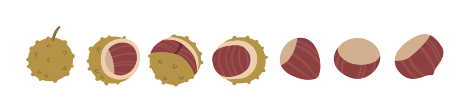 Collection of chestnuts with shells, husks and kernels in different stages and views. Botanical autumn set isolated on a light background for educational and seasonal design. Flat vector illustration.