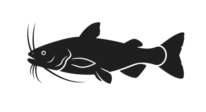 Black catfish swimming left on white background