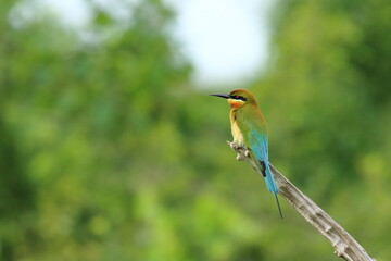 Fototapeta premium A streak of emerald and blue in flight. 💙🐦 The Blue-tailed Bee-eater brings color and elegance to the wild