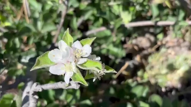 White wild apple tree blossoms isolated close-up on green leaves background