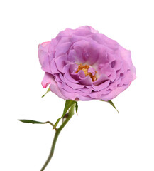 Fototapeta premium Bunch of rosy roses isolated on white 