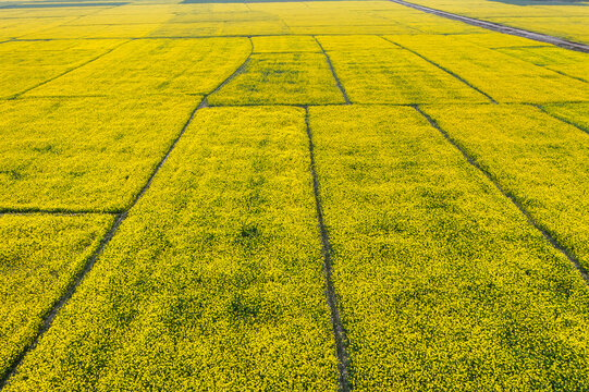 Aerial view of vibrant yellow mustard fields arranged in a geometric grid pattern under bright daylight Bogura, Rajshahi Division, Bangladesh.