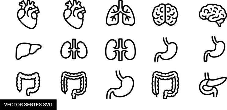 Human internal organs vector line icon set including heart brain lungs stomach kidney liver and intestines for medical designs