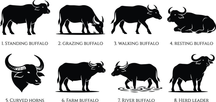 Set of buffalo silhouette vector illustrations featuring standing, grazing, walking, resting, curved horns, farm, river, and herd leader