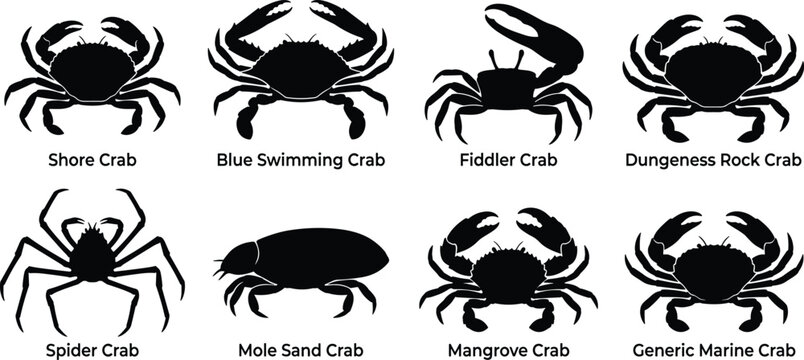 Set of crab silhouette vector illustrations featuring shore crab, blue swimming crab, fiddler crab, spider crab, and more