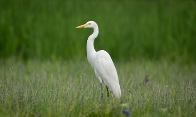 Obraz premium Great Egret (Ardea alba) standing alertly in a green field.