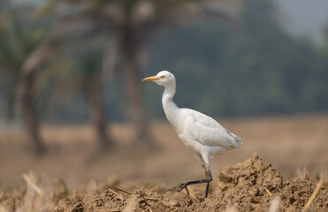 Fototapeta premium Cattle Egret (Bubulcus ibis) standing in a harvested paddy field.