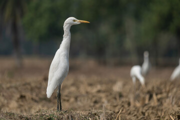 Fototapeta premium Cattle Egret (Bubulcus ibis) standing in a harvested paddy field.