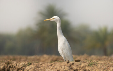Obraz premium Cattle Egret (Bubulcus ibis) standing in a harvested paddy field.
