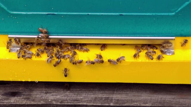Honeybees swarming at the entrance of a colorful wooden beehive.