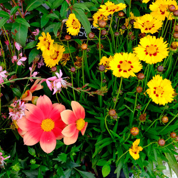 Colorful Summer Flowers in Bloom
