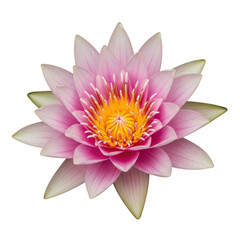 Obraz premium Pink lotus flower isolated on white background, blooming water lily with yellow center, tropical aquatic plant for spa and wellness design