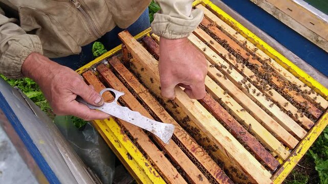 Beekeeper hands using metal hive tool to inspect wooden frames, close-up