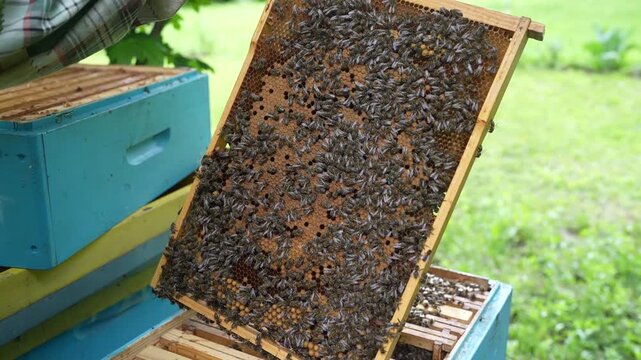 A beekeeper demonstrates domestic honeycomb from a healthy beehive in a countryside in summer