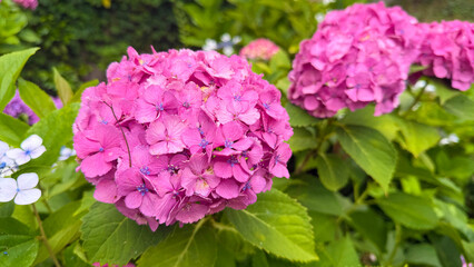 Obraz premium 紫陽花の花が咲く初夏の自然背景、梅雨や季節感を感じる華やかなフラワー素材