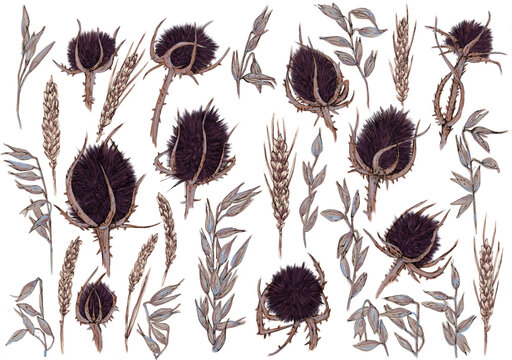 Pack de elementos florales dibujados a mano, cardos, espigas, trigo, flores secas. Ilustraci&oacute;n de l&iacute;nea realizada con bol&iacute;grafo y pintada digitalmente en tonos morados, lilas, ocres