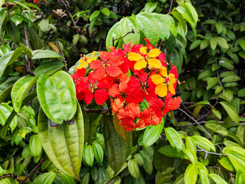 Vibrant cluster of red and yellow Bauhinia kockiana flowers surrounded by lush green tropical foliage in an outdoor garden setting.