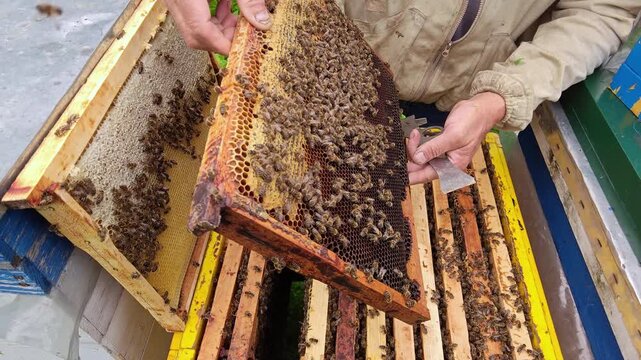 Beekeeper lifting honeycomb frame covered with bees from beehive, close-up