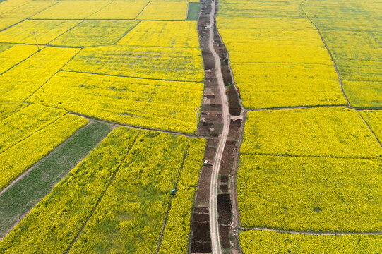 Aerial view of vibrant yellow mustard fields divided by a narrow dirt path and rectangular agricultural plots in Bogura, Rajshahi Division, Bangladesh.