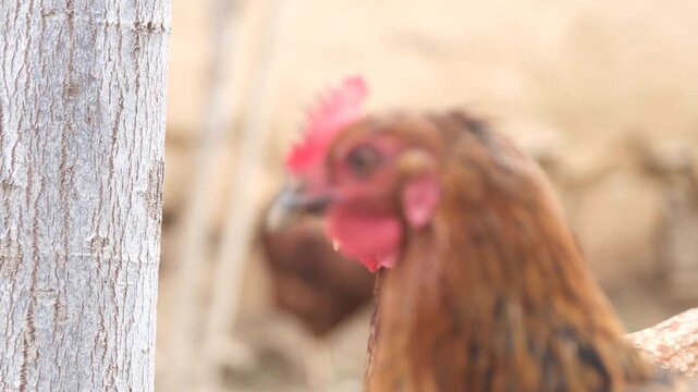 Free-range brown chicken looking around outdoors in a rural organic farm setting.
