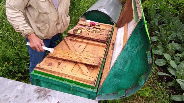 Beekeeper hands using metal hive tool to inspect wooden frames, close-up