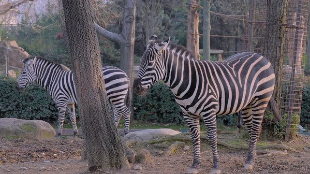 Portrait of group of cute zebras walking at farm, zoo in Bursa, Turkey. Autumn time, daylight. Farming, livestock, animal and exotic concept