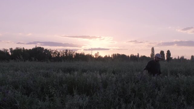 Wide shot of a farmer inspecting a forage crop field at sunset.