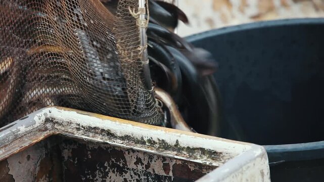 Close-up of a fisherman emptying a net full of live, wriggling eels into a black plastic tub.
