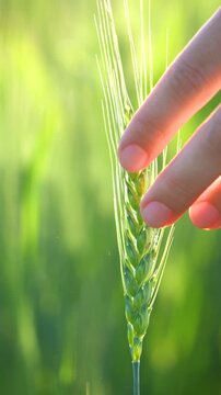 Touching a green spike in a field