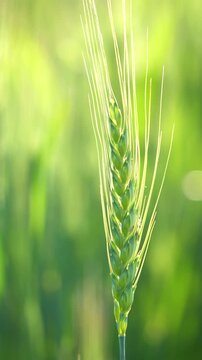 Macro of a green wheat spike on a sunny day in a field