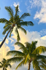 Obraz premium coconut palm trees with sky
