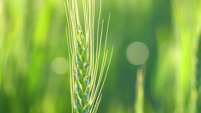 Macro of a green wheat spike on a sunny day in a field