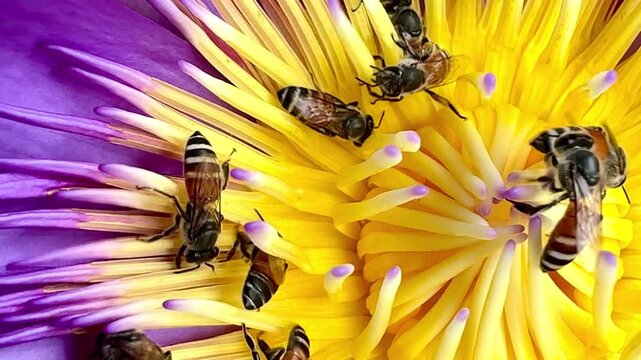 Large number of honey bees actively collecting pollen on a blooming pink lotus flower. Busy pollinator activity demonstrating a healthy natural ecosystem in a tropical garden.