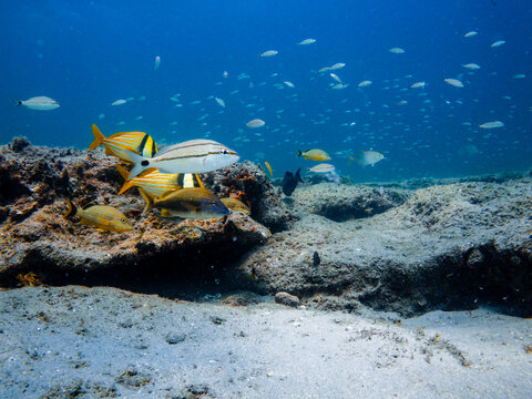 coral reef with school of fish