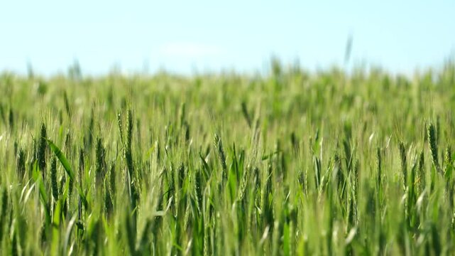 Green spikelets sway in the wind on a sunny day