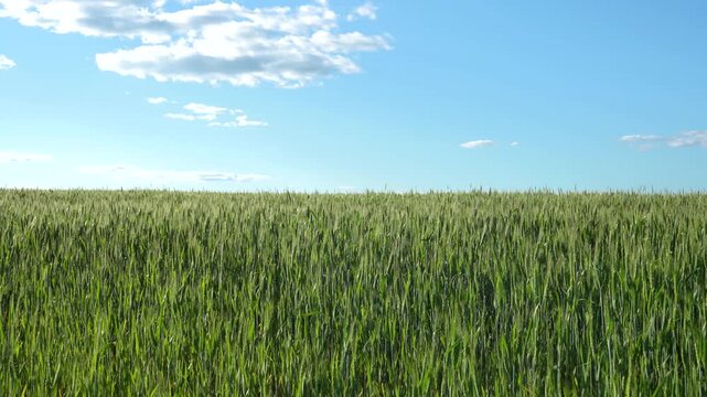 A green wheat field on a sunny day with a blue sky