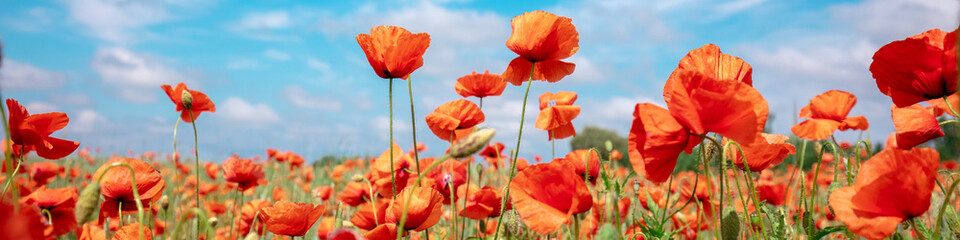 Obraz premium Blossoming Poppies (papaver) field. Wild poppies against blue sky. Flower nature background