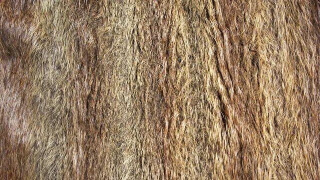 Close-up texture of thick animal fur pelt with changing lighting conditions