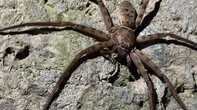 A huntsman spider heteropoda venatoria with flattened body and sprawling legs, often called giant crab spider.