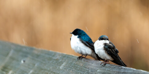 Fototapeta premium Two tree swallows perched on a wooden rail during rain, with the front bird in sharp focus and soft orange background.