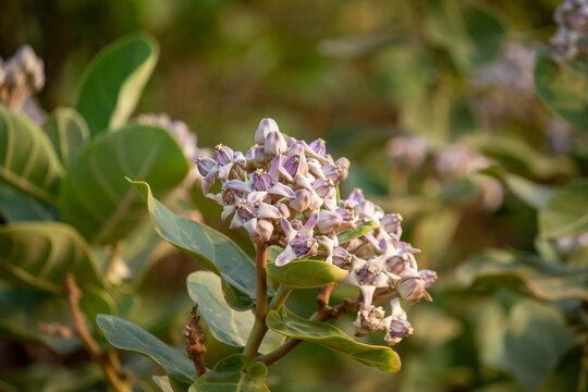 Calotropis Gigantea Flower Blooming in Natural Green Foliage at Golden Hour
