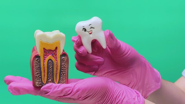Dental Professional Comparing Healthy Molar Anatomy with Smiling Tooth Model