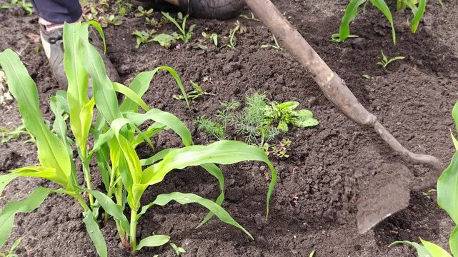 Garden hoe weeding soil near a young green corn plant