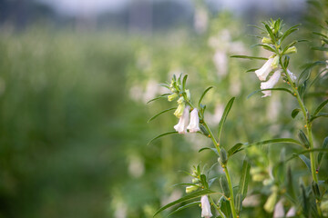 Naklejka premium wild flowers in the field