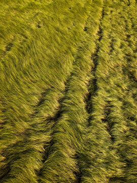 Aerial View of Flattened Grain Field with Wind-Swept Crop Patterns