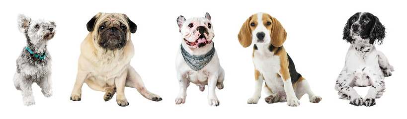 PNG Five adorable dogs sitting together on transparent background © Rawpixel.com